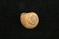高雄球蝸牛藏品圖，第1張